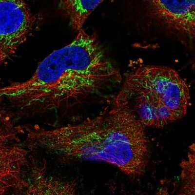 Immunocytochemistry/ Immunofluorescence: PTCD3 Antibody [NBP1-84126]
