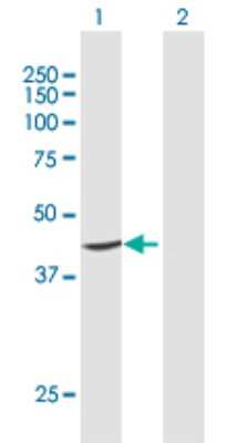 Western Blot: PTDSS1 Antibody [H00009791-D01P]