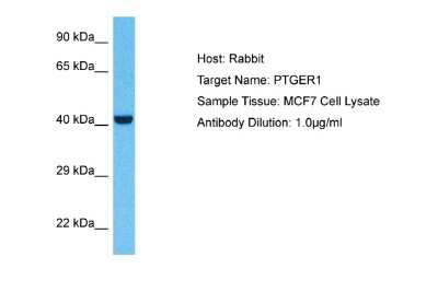 Western Blot: PTGER1 Antibody [NBP2-86759]