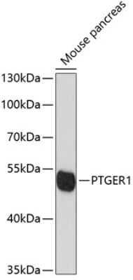 Western Blot: PTGER1 AntibodyAzide and BSA Free [NBP2-94273]