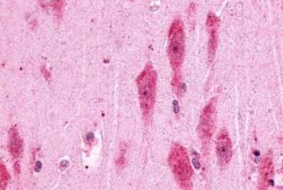 Immunohistochemistry-Paraffin: PTGER3 Antibody - BSA Free [NLS975]