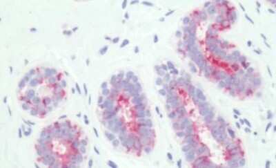 Immunohistochemistry-Paraffin: PTGER3 Antibody - BSA Free [NLS975]