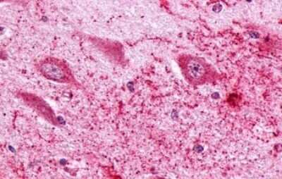Immunohistochemistry-Paraffin: PTGER3 Antibody - BSA Free [NLS975]