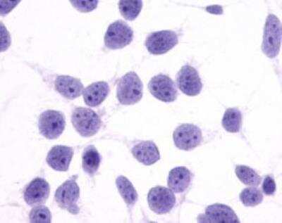 Immunocytochemistry/ Immunofluorescence: PTGER4/EP4 Antibody [NLS3898]