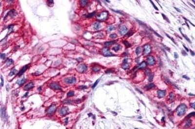Immunohistochemistry-Paraffin: PTGER4/EP4 Antibody - BSA Free [NLS3890]