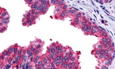 Immunohistochemistry-Paraffin: PTGER4/EP4 Antibody - BSA Free [NLS3890]