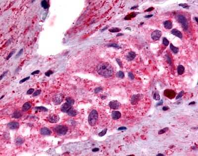 Immunohistochemistry-Paraffin: PTGER4/EP4 Antibody [NLS3898]
