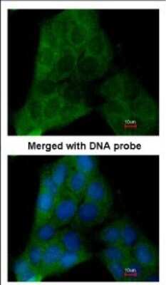 Immunocytochemistry/ Immunofluorescence: p23/PTGES3 Antibody [NBP2-19999]