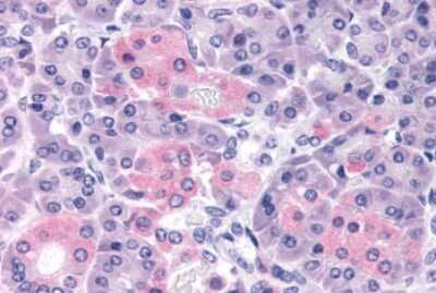 Immunohistochemistry-Paraffin: PTH2R Antibody - BSA Free [NLS249]