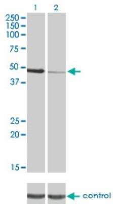 Western Blot: PTK9 Antibody (1D12) [H00005756-M05]