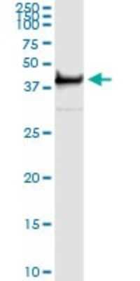 Immunoprecipitation: PTK9 Antibody (1E2) [H00005756-M02]