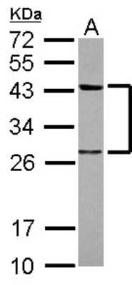 Western Blot: PTK9 Antibody [NBP2-20001]