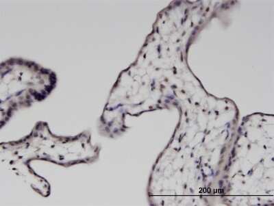 Immunohistochemistry-Paraffin: PTMS Antibody (2D3) [H00005763-M10]