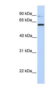 Western Blot: PTP alpha/PTPRA Antibody [NBP1-62456]