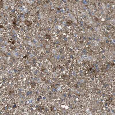 Immunohistochemistry-Paraffin: PTP beta/zeta/PTPRZ Antibody [NBP1-80916]