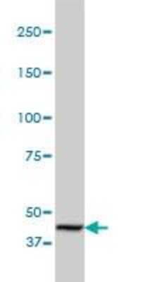 Western Blot: PTP sigma/PTPRS Antibody (1H6) [H00005802-M01]