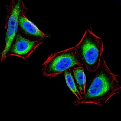 Immunocytochemistry/ Immunofluorescence: PTP1B/PTPN1 Antibody (4F8F11) - BSA Free [NBP2-52543]