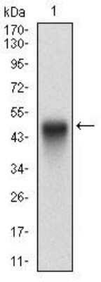 Western Blot: PTP1B/PTPN1 Antibody (4F8F11)BSA Free [NBP2-52543]