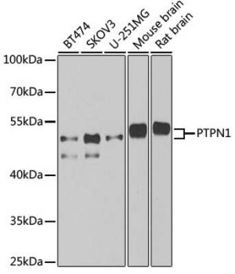 Western Blot: PTP1B/PTPN1 AntibodyAzide and BSA Free [NBP3-03634]