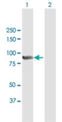 Western Blot: PTPDC1 Antibody [H00138639-B01P]