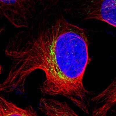 Immunocytochemistry/ Immunofluorescence: PTPIP51 Antibody [NBP1-84738]