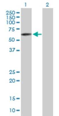 Western Blot: PTPIP51 Antibody [H00055177-B01P]