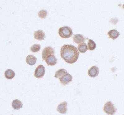 Immunocytochemistry/ Immunofluorescence: PTPN12 Antibody (BL-5-2F8) [NBP2-76395]