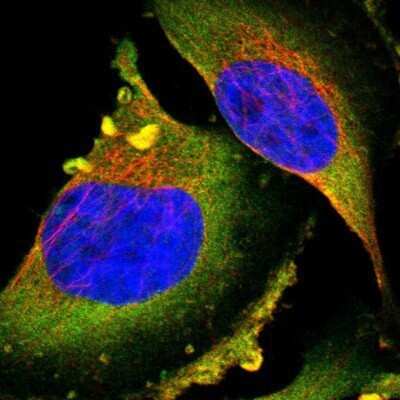 Immunocytochemistry/ Immunofluorescence: PTPN12 Antibody [NBP1-87188]
