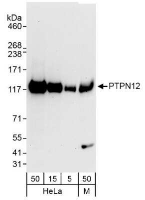 Western Blot: PTPN12 Antibody [NB100-60666]