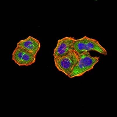 Immunocytochemistry/ Immunofluorescence: PTPN14/PTPD2 Antibody (2B3H7) - BSA Free [NBP2-61809]