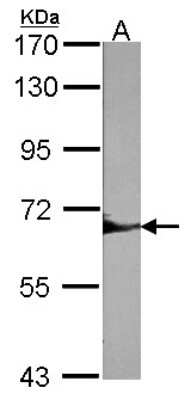 Western Blot: SHP-1 Antibody [NBP1-32179]