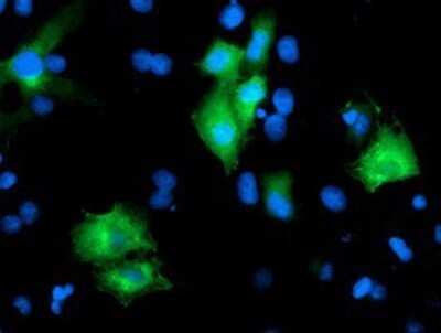 Immunocytochemistry/ Immunofluorescence: PTPN7 Antibody (OTI3B10) - Azide and BSA Free [NBP2-73732]