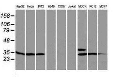 Western Blot: PTPN7 Antibody (OTI3B10)Azide and BSA Free [NBP2-73732]