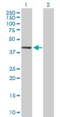 Western Blot: PTPN7 Antibody [H00005778-D01P]