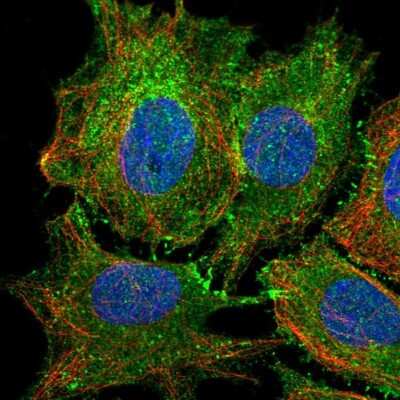Immunocytochemistry/ Immunofluorescence: PTPRK Antibody [NBP2-30977]