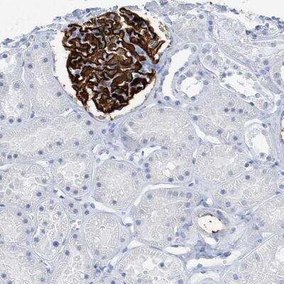 Immunohistochemistry-Paraffin: PTPRO Antibody [NBP1-81826]