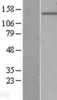 Western Blot: PTPRO Overexpression Lysate [NBL1-14986]