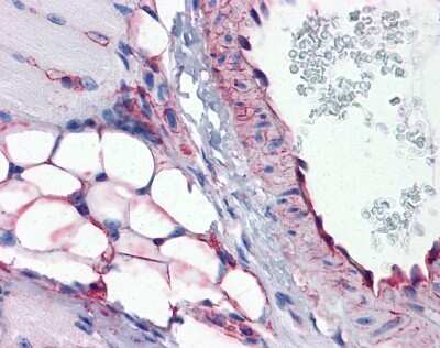 Immunohistochemistry-Paraffin: PTRF Antibody [NBP1-80220]