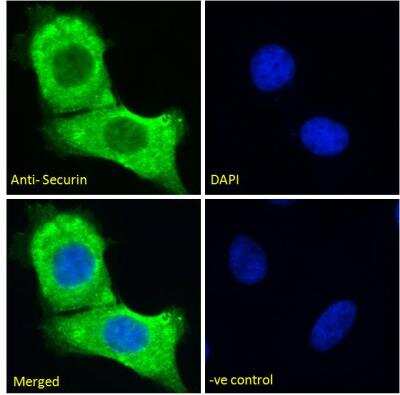 Immunocytochemistry/ Immunofluorescence: PTTG1 Antibody [NBP2-69985]
