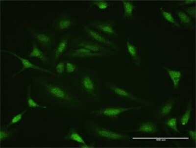 Immunocytochemistry/ Immunofluorescence: PTTG2 Antibody [H00010744-D01P]