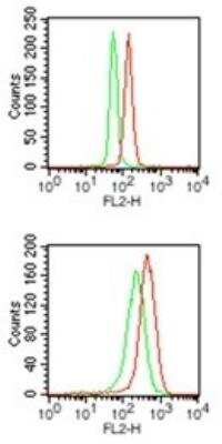 Flow Cytometry: PU.1/Spi-1 Antibody [NBP2-27163]