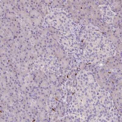 Immunohistochemistry-Paraffin: PU.1/Spi-1 Antibody [NBP2-33427]