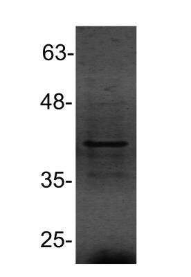 Western Blot: PU.1/Spi-1 Antibody [NBP2-27163]