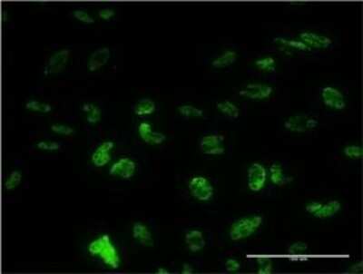 Immunocytochemistry/ Immunofluorescence: PUF60 Antibody (1C1) [H00022827-M20]
