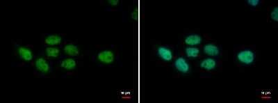 Immunocytochemistry/ Immunofluorescence: PUF60 Antibody (677) [NBP2-43836]