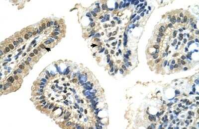 Immunohistochemistry-Paraffin: PUF60 Antibody [NBP1-57501]