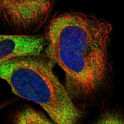 Immunocytochemistry/ Immunofluorescence: PUM2 Antibody [NBP1-89623]