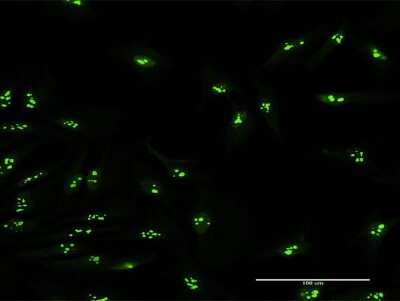 Immunocytochemistry/ Immunofluorescence: PUM3 Antibody [H00009933-B01P]