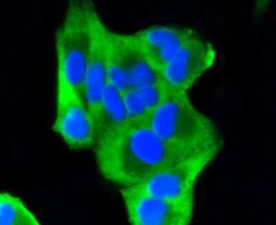 Immunocytochemistry/ Immunofluorescence: PUMA Antibody (SR42-09) [NBP2-67326]