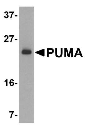 Western Blot: PUMA AntibodyBSA Free [NBP1-76639]